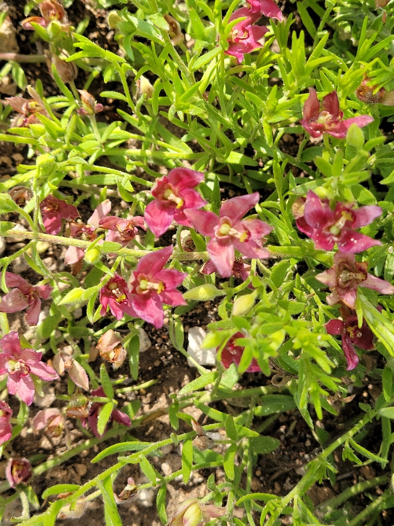 Trailing Rhatany from Guymon, OK 73942, USA on May 26, 2023 at 0627 PM