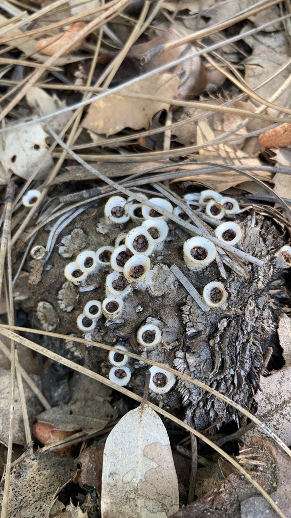 woolly bird's nest fungus from Lewiston on May 27, 2023 at 1128 AM by