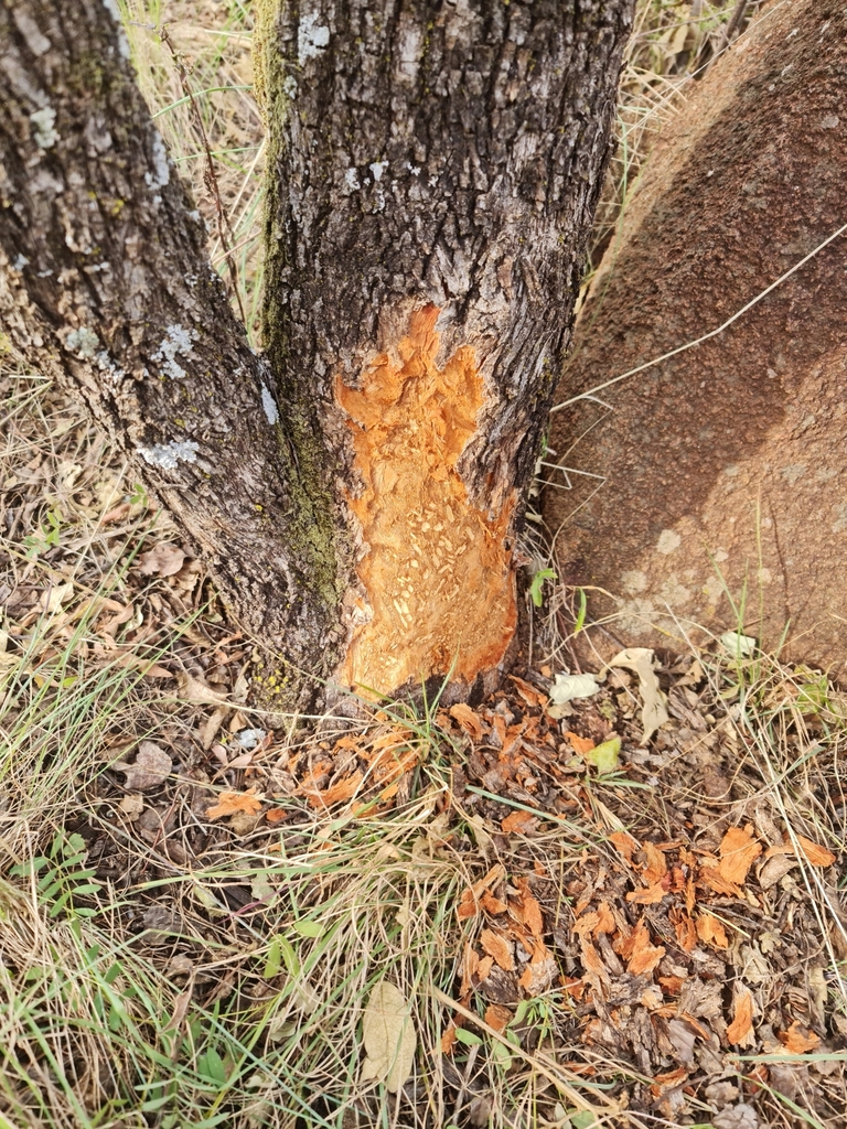 Southern Porcupine from Carletonville, 2499, South Africa on May 27