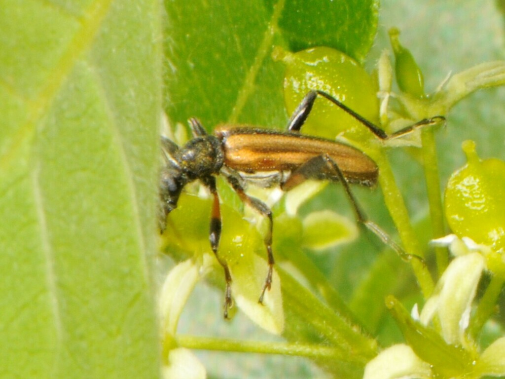 Pidonia from Otero Canyon, Tijeras, NM, USA on May 28, 2023 at 1131 AM