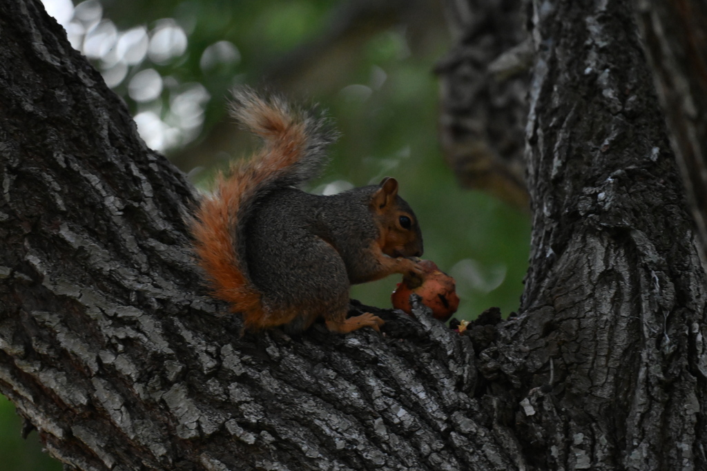 Fox Squirrel from South Side, Corpus Christi, TX, USA on May 27, 2023