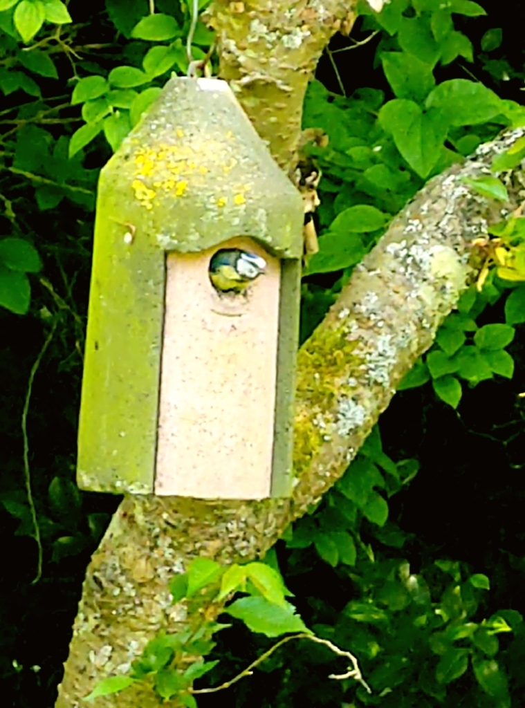 Eurasian Blue Tit from Milton Street, Polegate BN26 5RP, UK on May 29