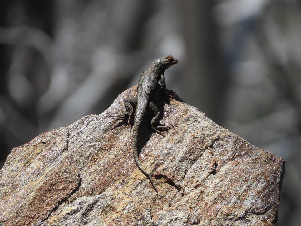 Southern Sagebrush Lizard from Riverside County, CA, USA on May 26