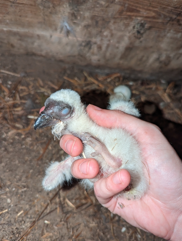 Turkey Vulture in May 2023 by cricketgreen. Eggs laid Apr. 14, hatched May 27. · iNaturalist
