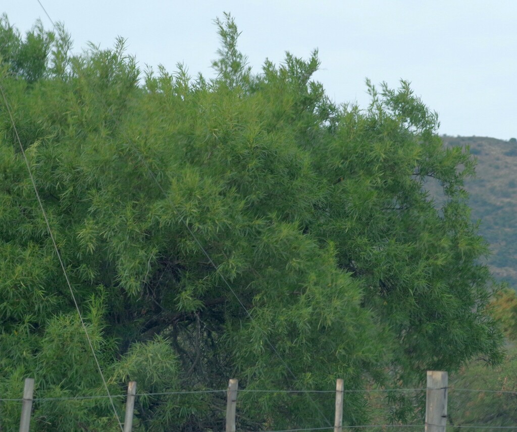 african sumac from Cacadu, Eastern Cape, South Africa on May 7, 2023 at