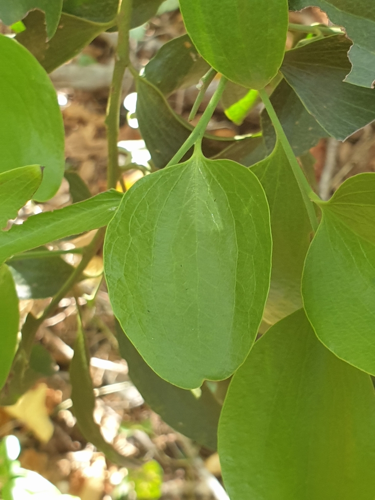 Broad Leaved Native Cherry from Twin Waters QLD 4564, Australia on