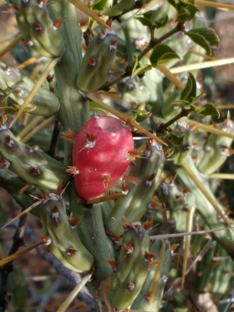 Christmas cholla (Cactus of Metro Phoenix (April 2021 EcoQuest Guide
