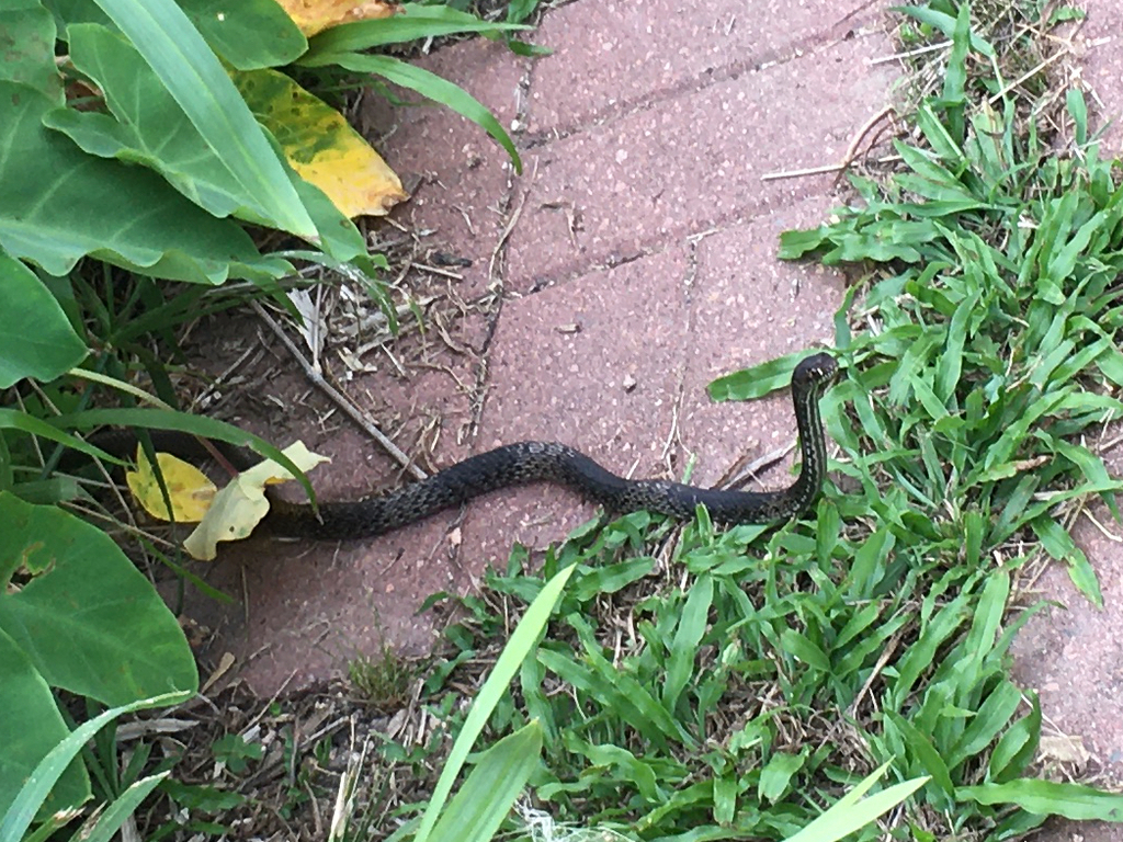 Coachwhip from Pinehurst, Baytown, TX 77521, USA on May 31, 2023 at 04