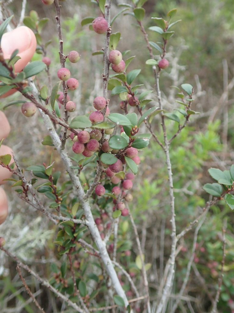 African Boxwood (Plants of the Tygerberg Nature Reserve) · BioDiversity4All
