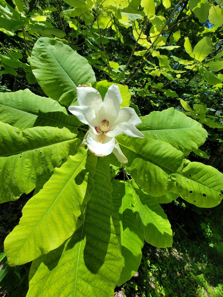 bigleaf magnolia from Rosslyn, KY 40380, USA on May 31, 2023 at 1209