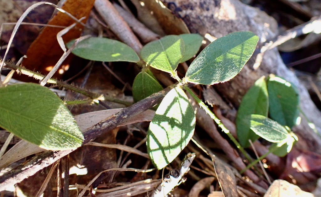 ticktrefoils from Lower Beechmont Conservation Area 4211, Australia on