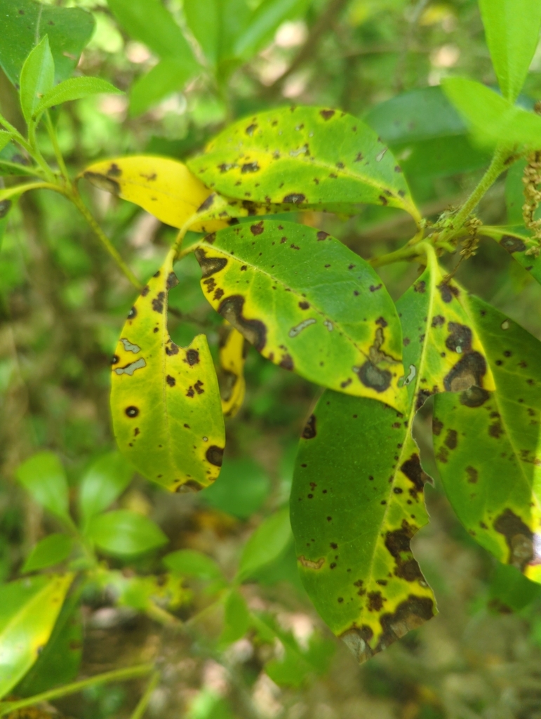 Mountain Laurel Leaf Spot from McKean County, USPA, US on May 29, 2023