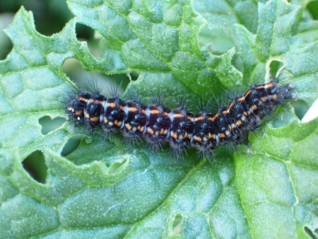 New Zealand Magpie Moth from Ōwhiro Bay, Wellington, New Zealand on