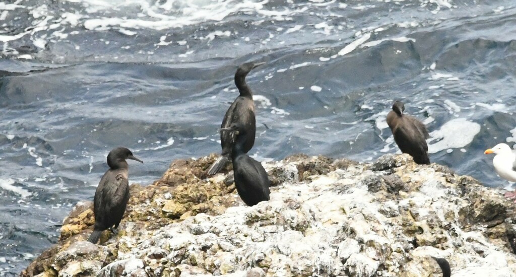Brandt's Cormorant from Santa Barbara County, CA, USA on June 1, 2023