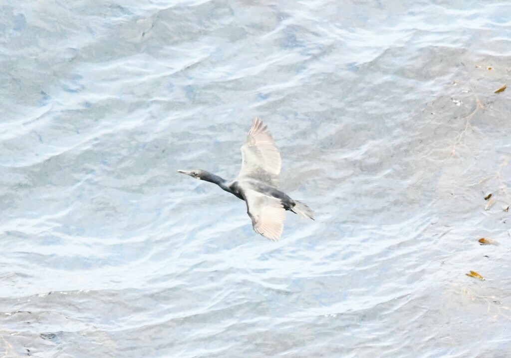 Brandt's Cormorant from Santa Barbara County, CA, USA on June 1, 2023