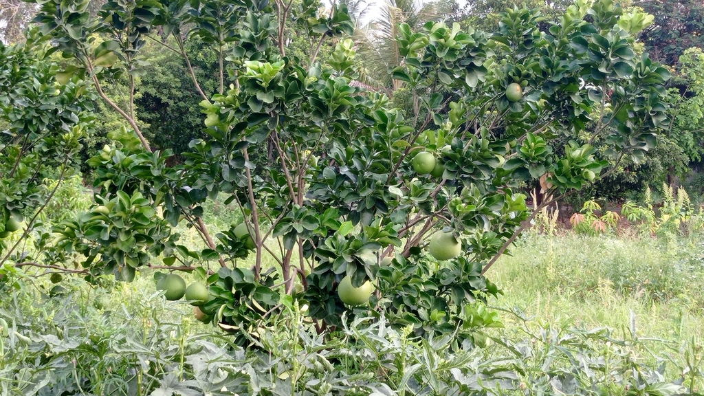 Pomelo from 9PHG+W5J, Jotvad, Gujarat 389390, India on June 4, 2023 at