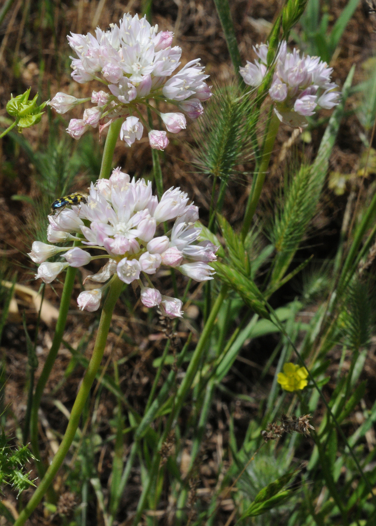 narrowleaf onion from Horseshoe Ranch Wildlife Area, CSNM, Siskiyou Co