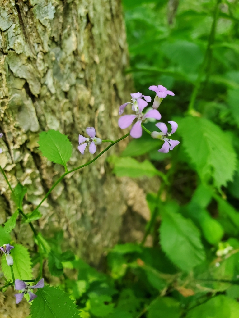 Purple Rocket from Independence Township, PA, USA on June 7, 2023 at 02