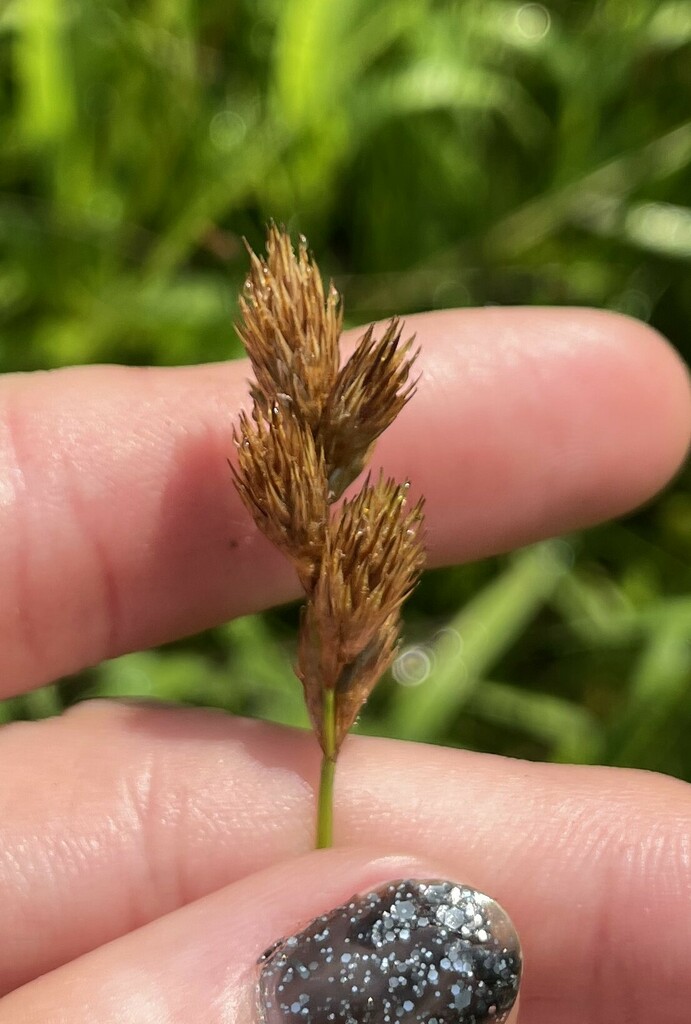 pointed broom sedge from Fayetteville, AR, USA on June 7, 2023 at 1002