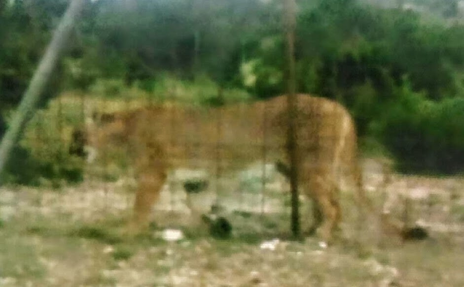 Mountain Lion from Ozona, TX 76943, USA on December 3, 2018 at 1220 PM