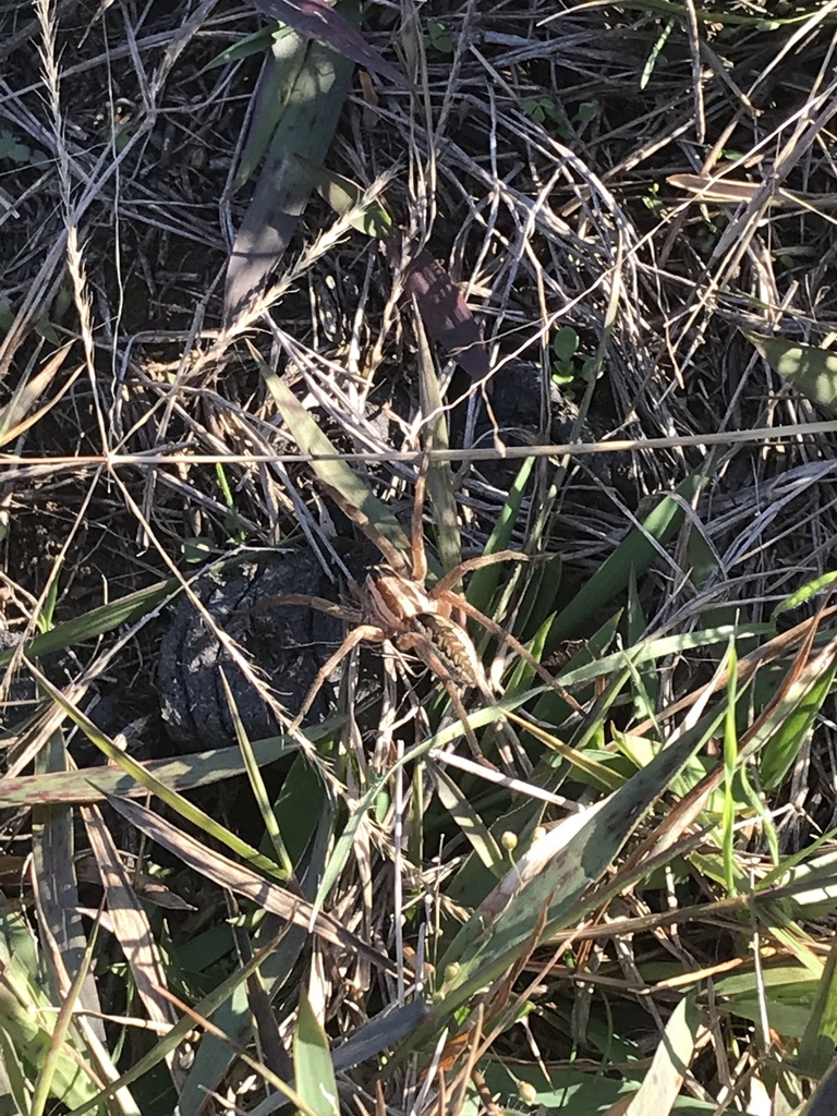 Rabid Wolf Spider from Northeastern Oklahoma on November 26, 2018 at 10