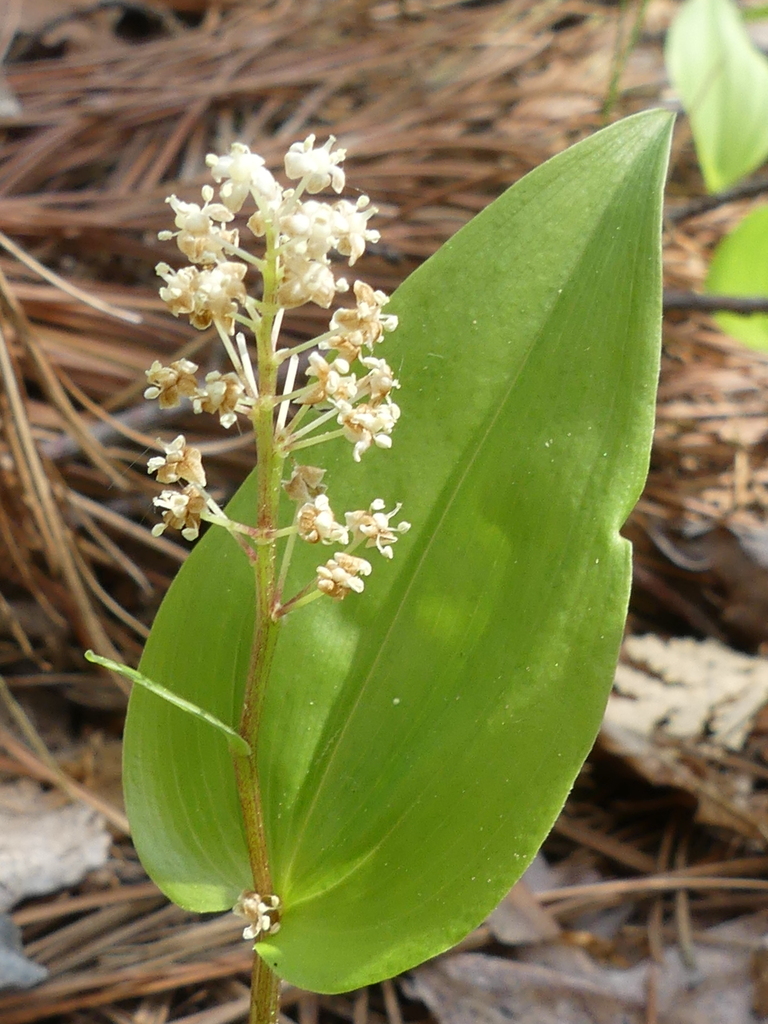 Canada mayflower from Merivale Gardens Grenfell Glen Pineglen