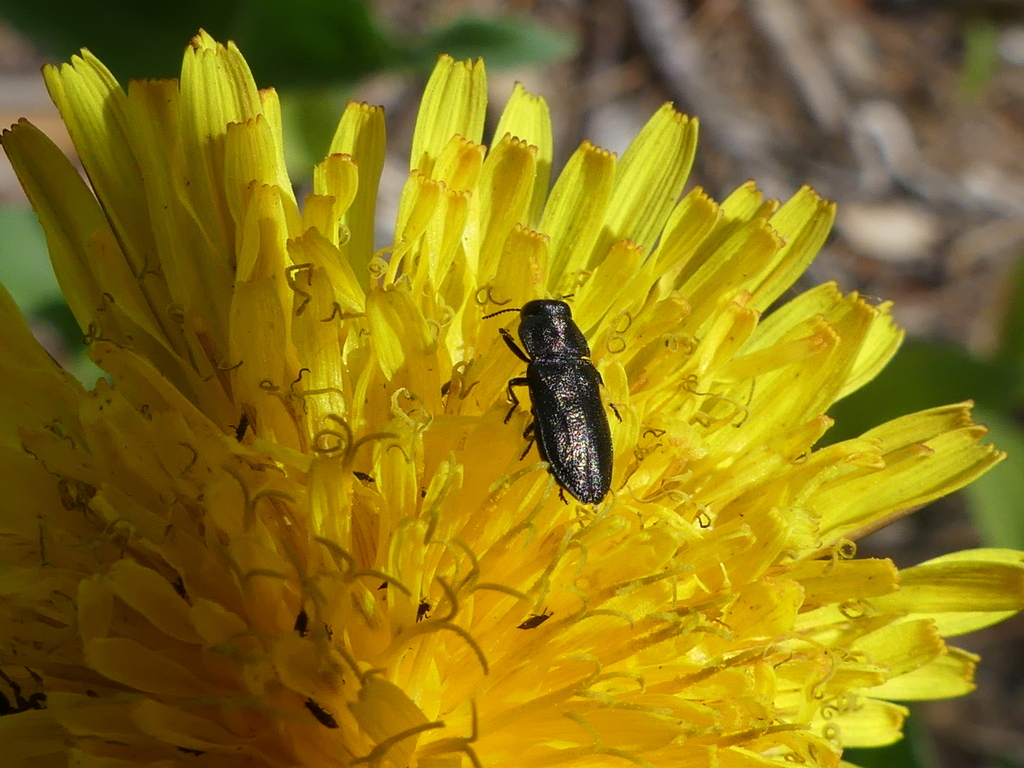Anthaxia helvetica from Merivale Gardens Grenfell Glen Pineglen