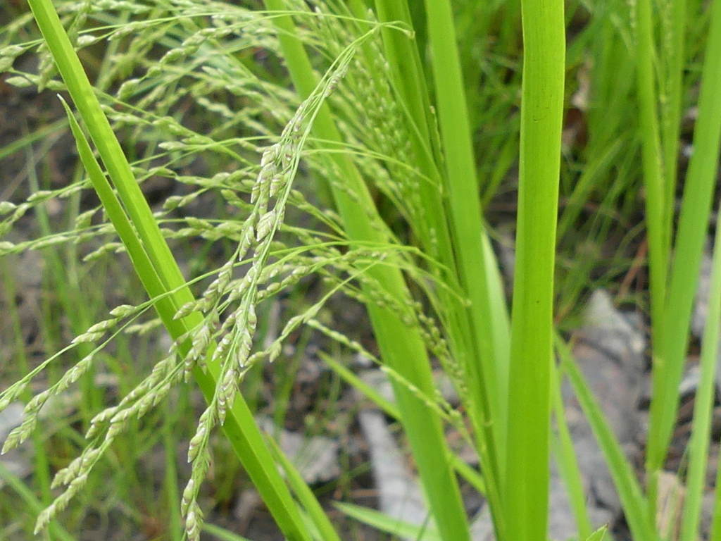 Sweet Grass from Merivale Gardens Grenfell Glen Pineglen Country