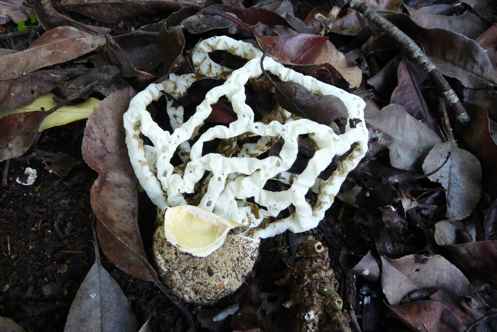 white basket fungus from Waikouaiti, New Zealand on May 29, 2023 at 01