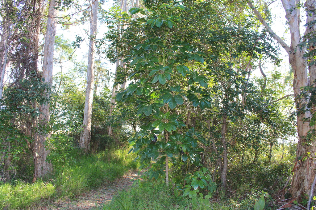 Australian Umbrella Tree from 1 Amaroo Dr, Smiths Lake NSW 2428