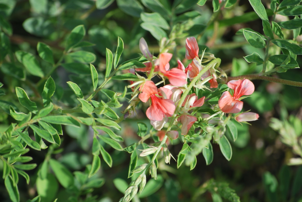 Scarlet Pea from Hall County, TX, USA on June 10, 2023 at 0928 AM by