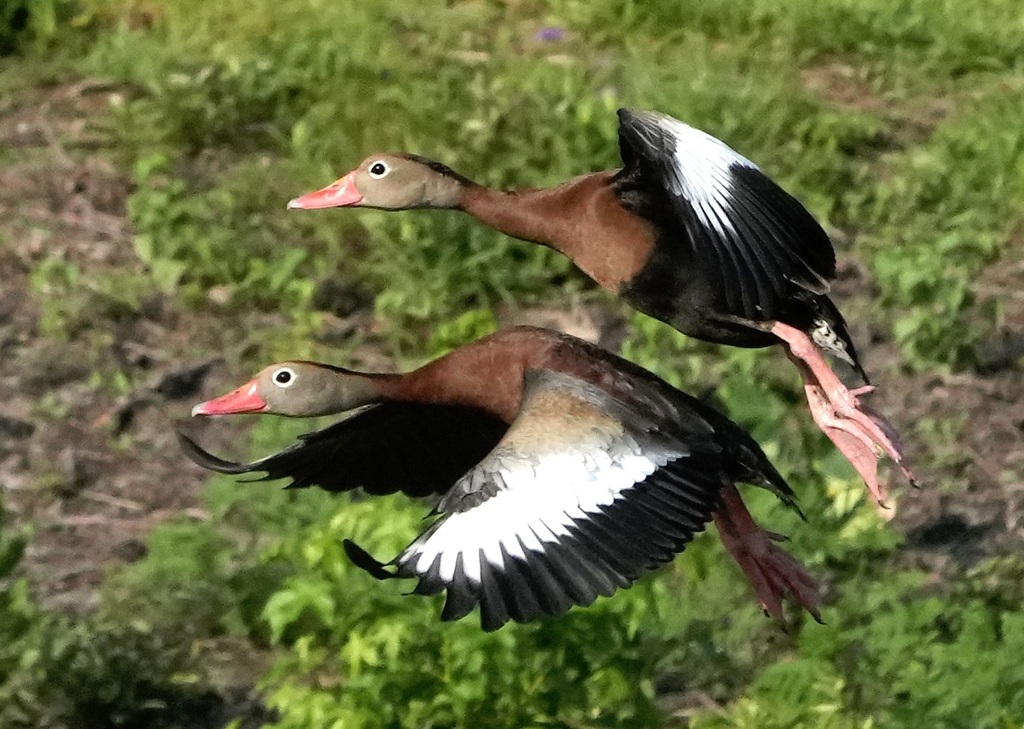 Blackbellied WhistlingDuck from Thomas County, GA, USA on June 11