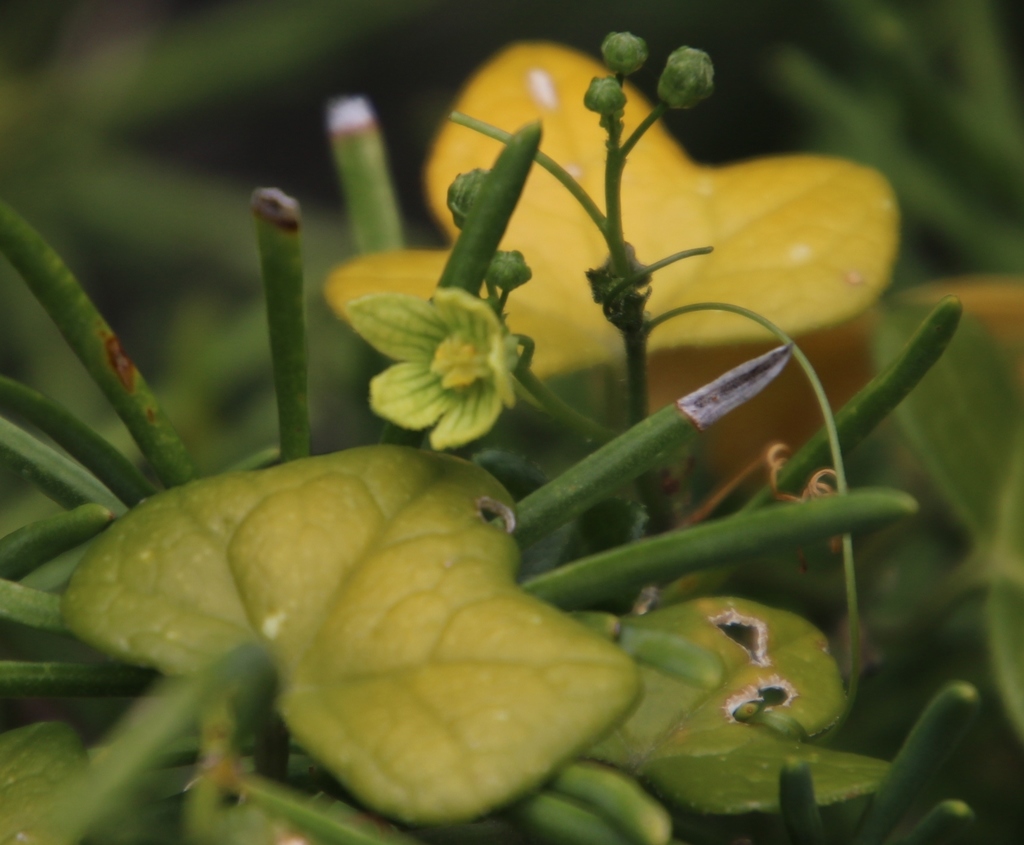 Porcupine Potato (East Head and NSRI ) · iNaturalist