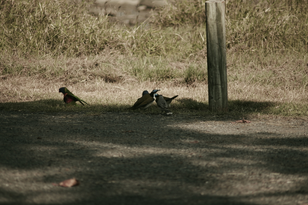 Bluefaced Honeyeater from Hervey Bay QLD 4655, Australia on June 16