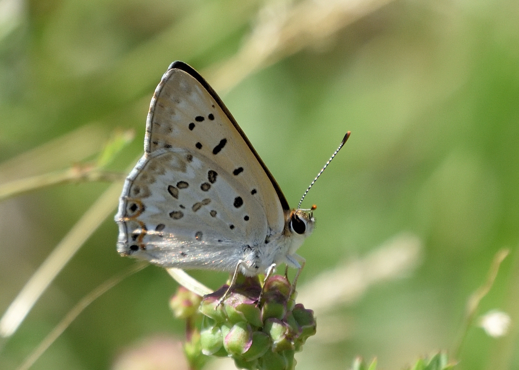Great Copper from Horseshoe Ranch Wildlife Area, CSNM, Siskiyou County