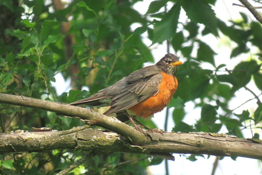 American Robin from Île SaintJoseph, Laval, QC H7J, Canada on June 19