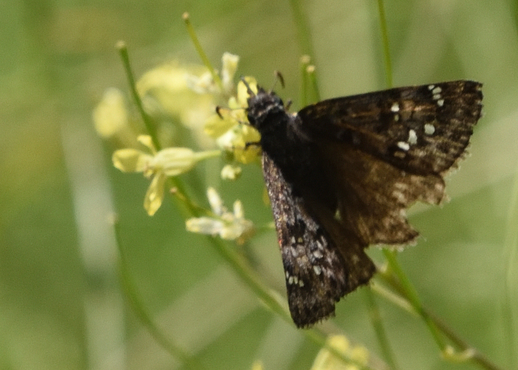 Propertius Duskywing from Horseshoe Ranch Wildlife Area, CSNM, Siskiyou