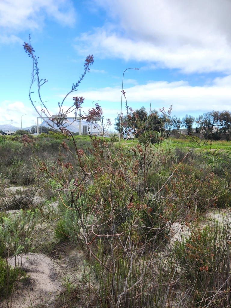 Iron Heath from Summer Greens, Cape Town, 7441, South Africa on June 20