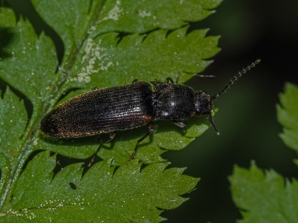 Dalopius from LacDelage, QC G3C, Canada on June 11, 2023 at 1213 PM