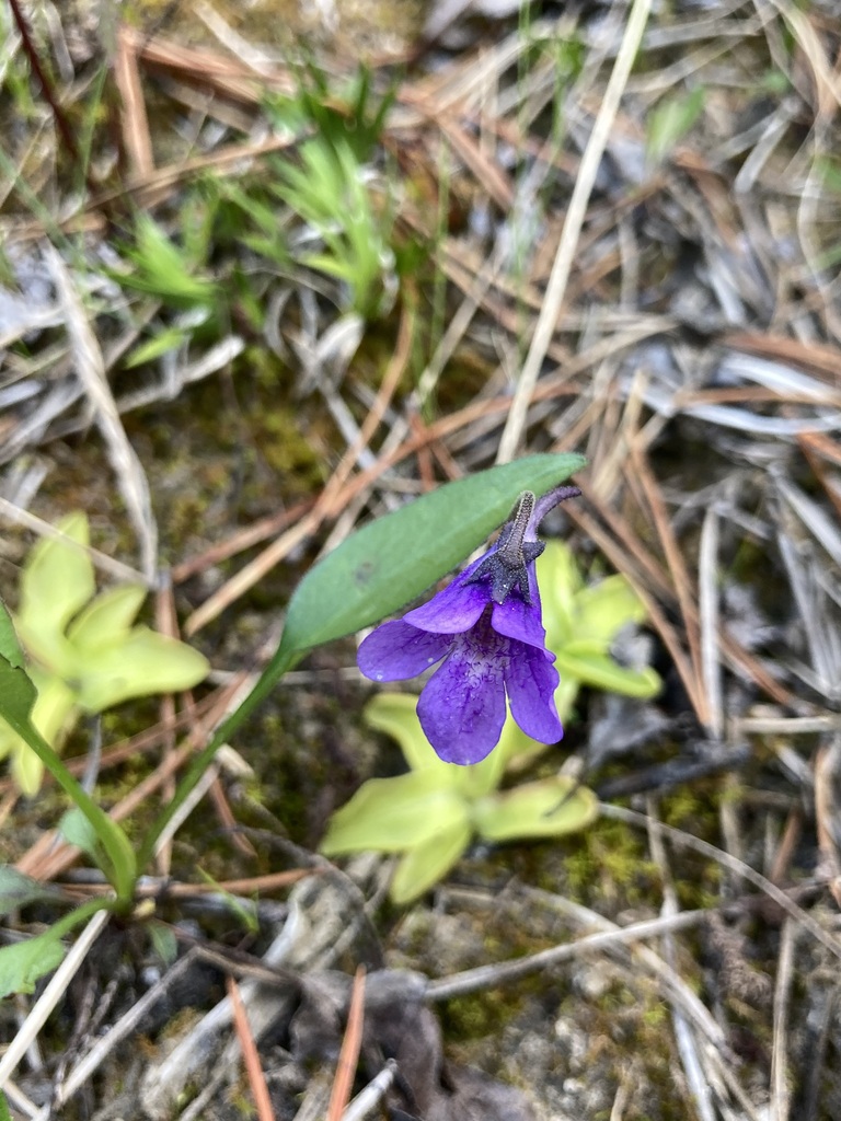 horned butterwort from ColumbiaShuswap, BC, Canada on June 15, 2023 at