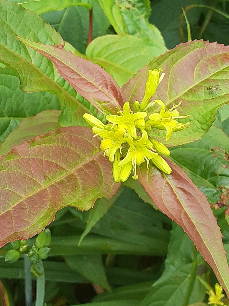 northern bush honeysuckle from Groesbeck, OH, USA on June 21, 2023 at 1014 AM by Cheryl Shelby