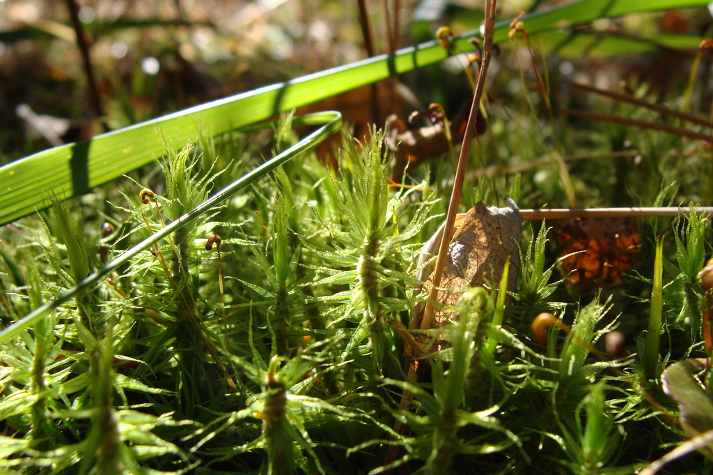 Waxyleaf Moss (Flora of Upper Tetagouche Lake) · iNaturalist