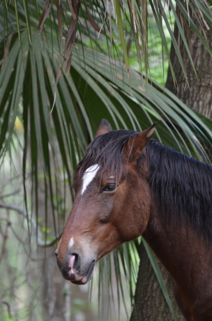 Domestic Horse from Alachua County, FL, USA on April 16, 2016 at 0838