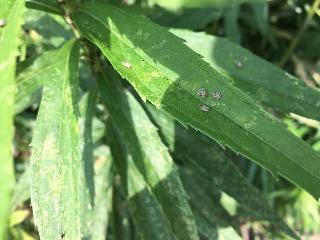 Chrysanthemum Lace Bug from 日本、〒1810011 東京都三鷹市井口 on June 25, 2023 by
