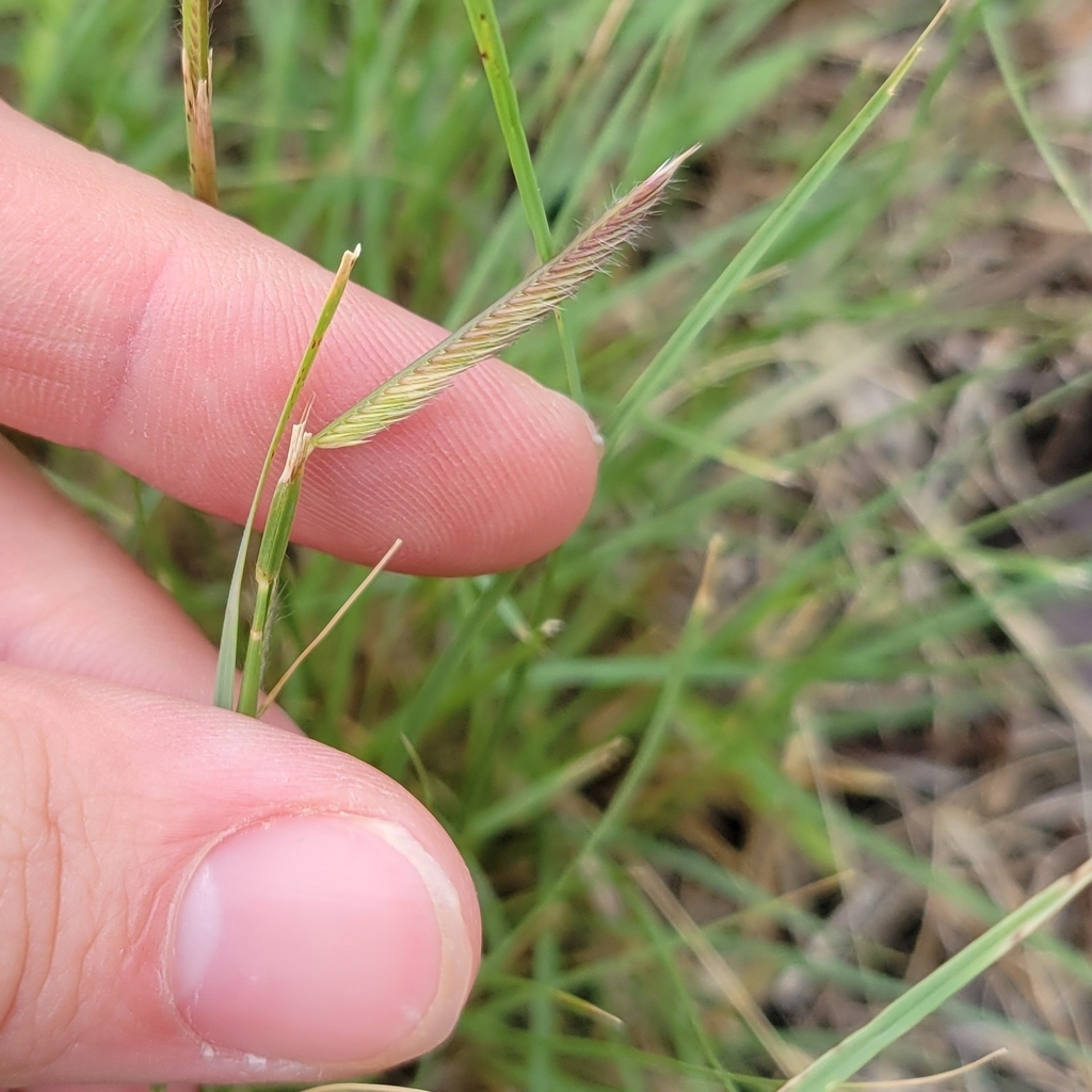 Blue Grama from Germantown Township, MN, USA on June 25, 2023 at 1256