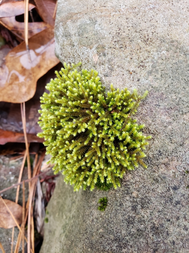 Hedwig's fringeleaf moss (A guide to the mosses of Austin and Travis Co