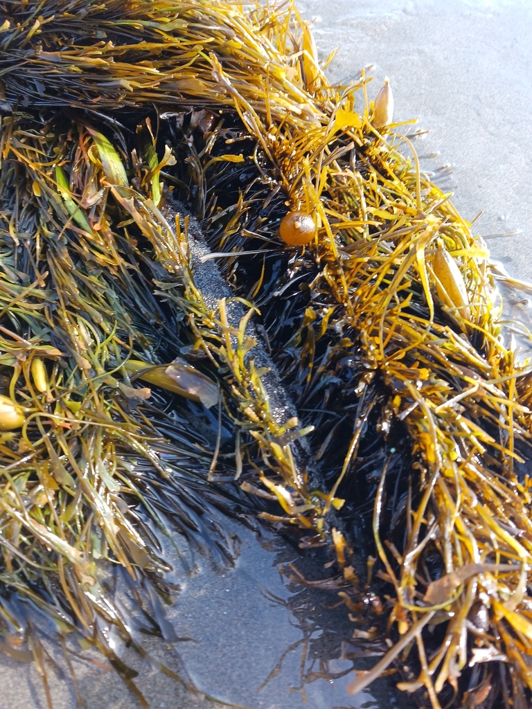 Feather Boa Kelp from Aberdeen on June 27, 2023 at 0620 PM by wmorrell