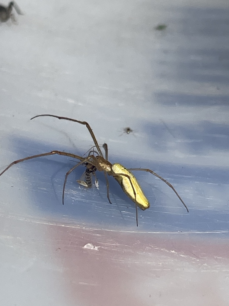 Common Stretch Spider from Cedar point biological station on June 18, 2023 by arina_martin