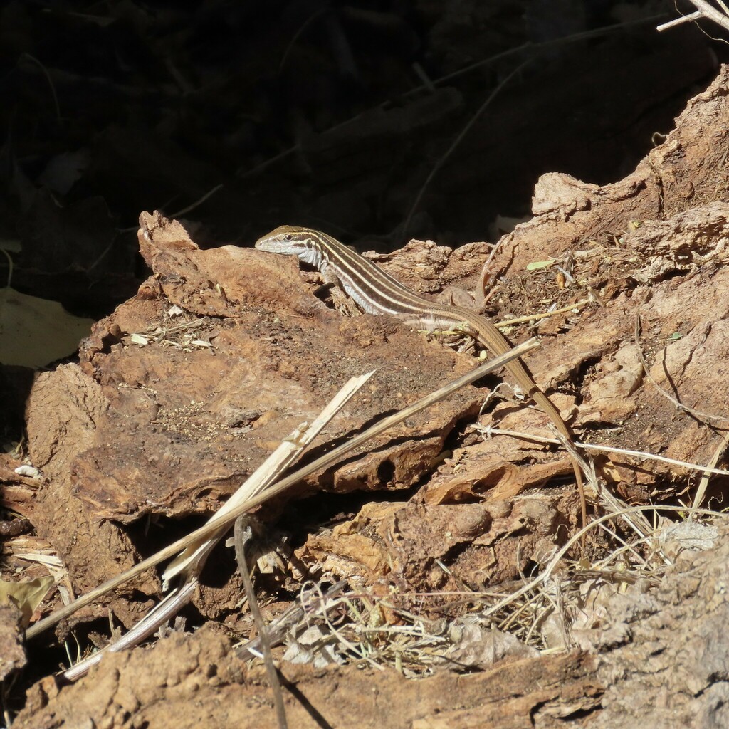 Sonoran Spotted Whiptail from 150 Blue Heaven Road, Patagonia, AZ 85624