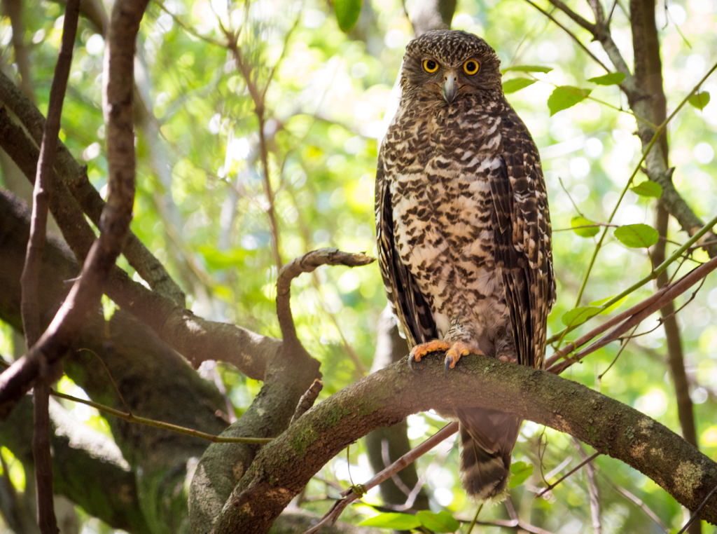 Powerful Owl (Spotlighting in the Sutherland Shire) · iNaturalist